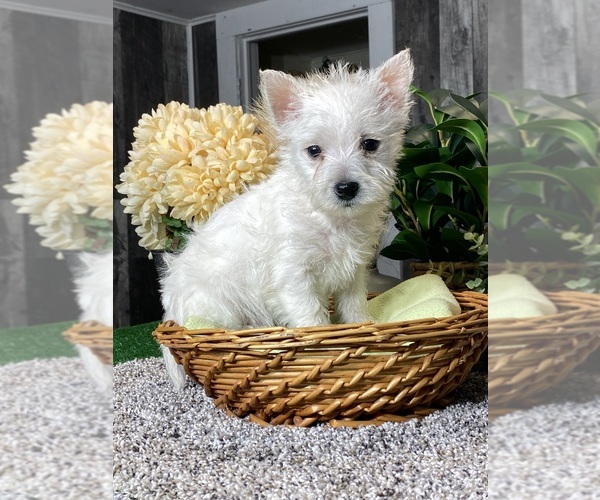 Medium Photo #1 West Highland White Terrier Puppy For Sale in CANOGA, NY, USA