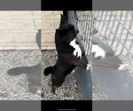 Small Photo #1 Chihuahua Puppy For Sale in NILES, MI, USA
