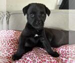 Small #3 Labrador Retriever Mix