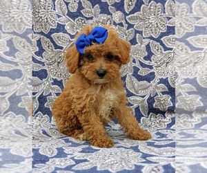 Poodle (Toy) Puppy for sale in KINZERS, PA, USA