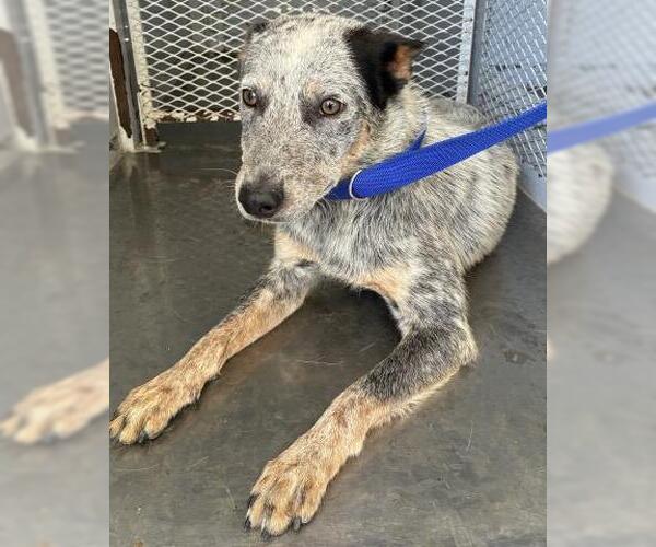 Medium Photo #1 Texas Heeler Puppy For Sale in Bakersfield, CA, USA
