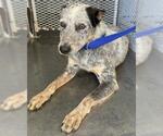 Small Texas Heeler
