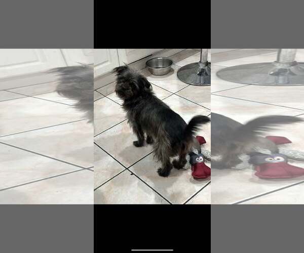 Medium Photo #3 Shih Tzu-Unknown Mix Puppy For Sale in Jackson Township, NJ, USA