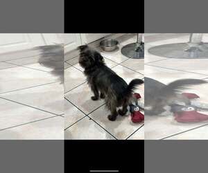 Chloe - Female Shih Tzu-Unknown Mix Dog for Adoption - Photo #3