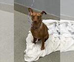 Small Miniature Pinscher Mix