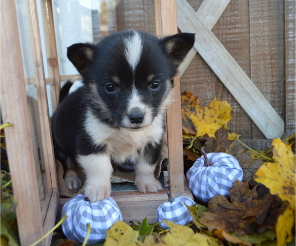 Medium Photo #3 Pembroke Welsh Corgi Puppy For Sale in HONEY BROOK, PA, USA