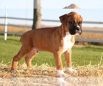 Small Photo #3 Boxer Puppy For Sale in CHILHOWEE, MO, USA