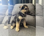 Small #8 German Shepherd Dog