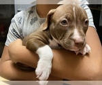 Small Photo #9 American Pit Bull Terrier Puppy For Sale in ALOHA, OR, USA