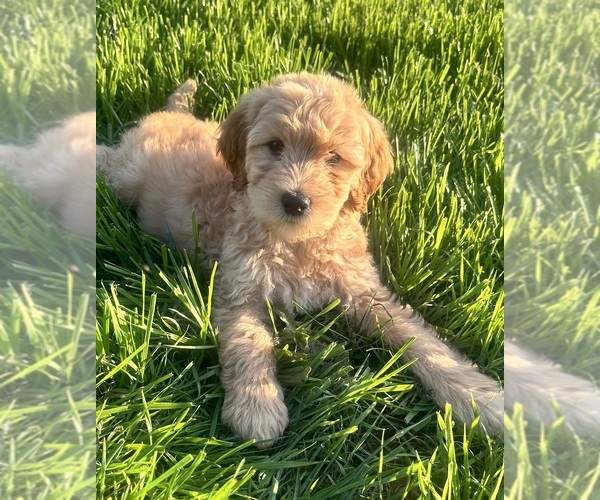 Medium Photo #5 Double Doodle Puppy For Sale in ROARING RIVER, NC, USA