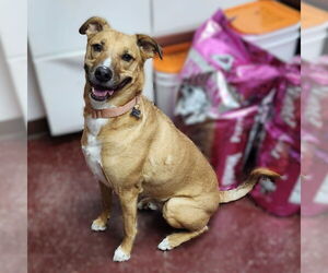 Mutt Dogs for adoption in Fargo, ND, USA