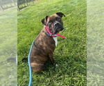 Small Boxer