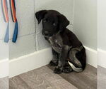 Small Mutt