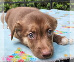 Small #1 Mutt