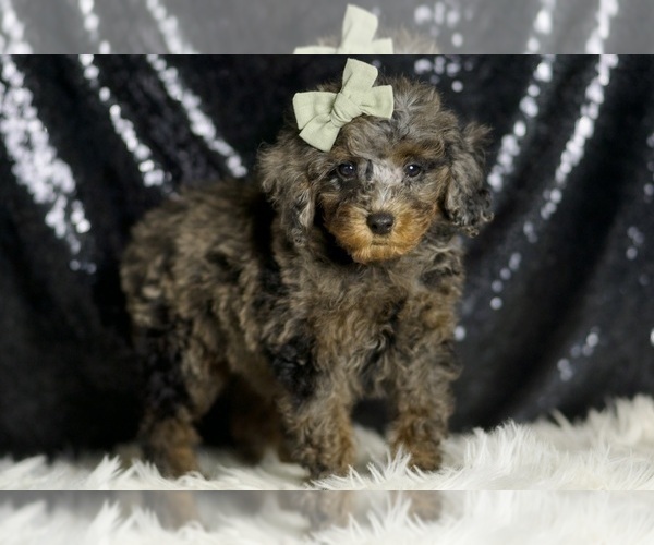 Medium Photo #4 Poodle (Toy) Puppy For Sale in WARSAW, IN, USA