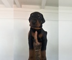 Puppy Orange Doberman Pinscher
