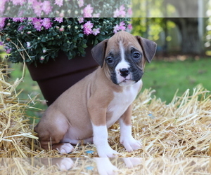 Boxer Puppy for sale in SHILOH, OH, USA