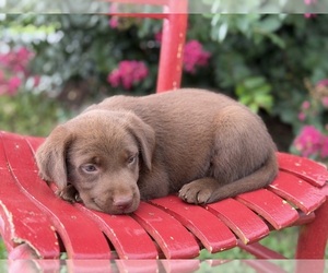 Labrador Retriever Puppy for sale in RUTHERFORDTON, NC, USA