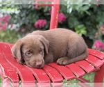 Small Labrador Retriever
