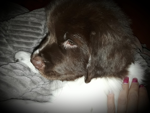 Medium Photo #1 Newfoundland Puppy For Sale in CITRUS HEIGHTS, CA, USA