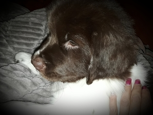 Newfoundland Puppy for sale in CITRUS HEIGHTS, CA, USA