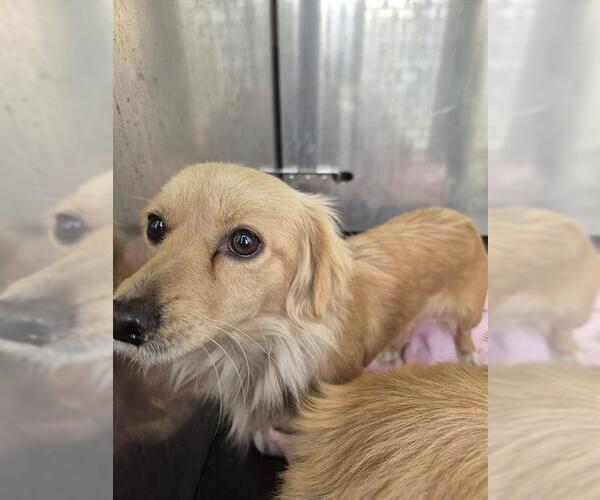 Medium Photo #1 Dachshund-Unknown Mix Puppy For Sale in San Antonio, TX, USA