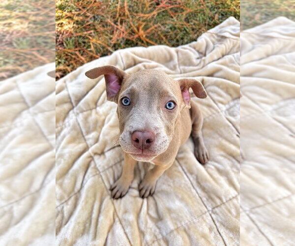 Medium Photo #2 Mutt Puppy For Sale in Wenonah, NJ, USA