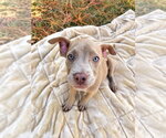 Small Photo #2 Mutt Puppy For Sale in Wenonah, NJ, USA