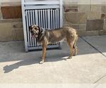 Small German Shepherd Dog Mix