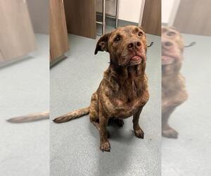 Labrador Retriever-Unknown Mix Dogs for adoption in Baytown, TX, USA