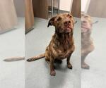 Small Labrador Retriever Mix