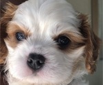 Small Photo #6 Cavalier King Charles Spaniel Puppy For Sale in TEMPLETON, CA, USA