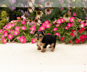Yorkshire Terrier Puppy for sale in NAPPANEE, IN, USA