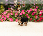 Small Yorkshire Terrier