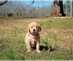 Small Photo #6 Golden Retriever Puppy For Sale in ATHENS, GA, USA