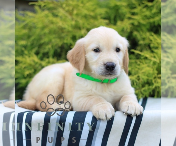 Medium Photo #3 Golden Retriever Puppy For Sale in LITITZ, PA, USA