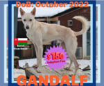 Small #2 Saluki-Whippet Mix