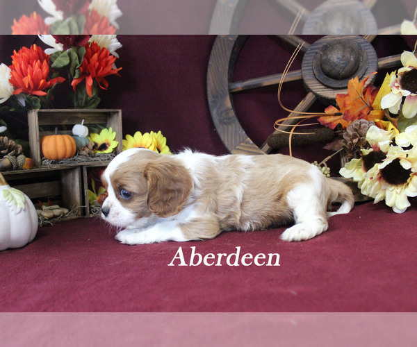Medium Photo #10 Cavalier King Charles Spaniel Puppy For Sale in CHANUTE, KS, USA