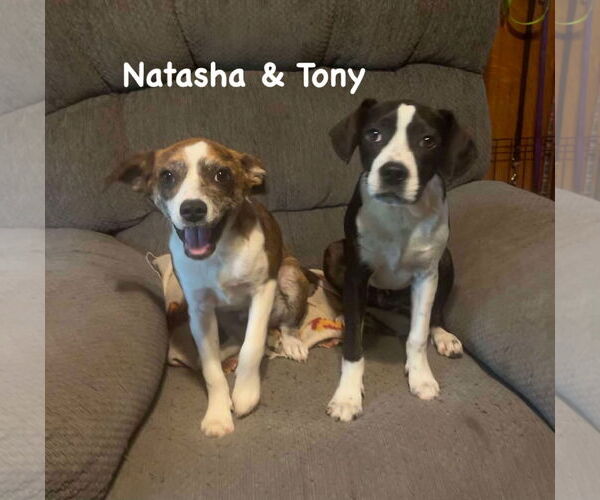 Medium Photo #3 Mutt Puppy For Sale in Ridgefield, CT, USA