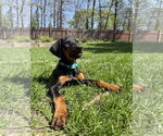 Small #2 Doberman Pinscher