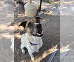 Small Mutt