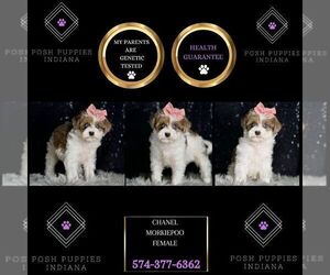 Medium Morkie