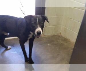 Labrador Retriever-Unknown Mix Dogs for adoption in Tulsa, OK, USA