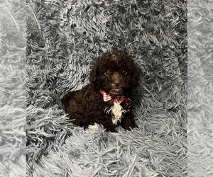 Cavapoo Puppy for sale in JEFFERSONVILLE, IN, USA