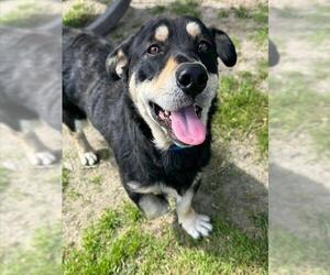 Cardigan Welsh Corgi-Rottweiler Mix Dogs for adoption in Riverside, CA, USA