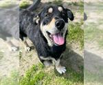 Small Cardigan Welsh Corgi-Rottweiler Mix