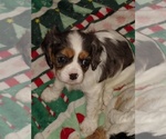 Small #3 Cavalier King Charles Spaniel