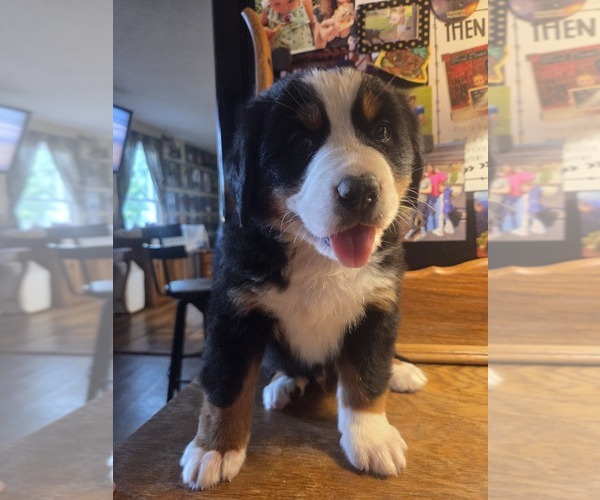 Medium Photo #14 Bernese Mountain Dog Puppy For Sale in HILLSBORO, OH, USA