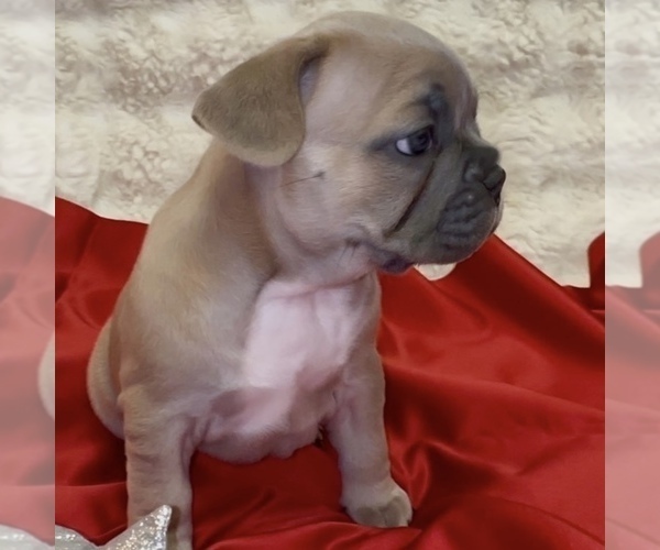 Medium Photo #13 French Bulldog Puppy For Sale in WEXFORD, PA, USA