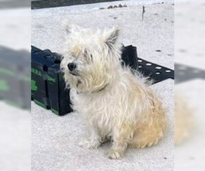 Mutt Dogs for adoption in Fort Lauderdale, FL, USA